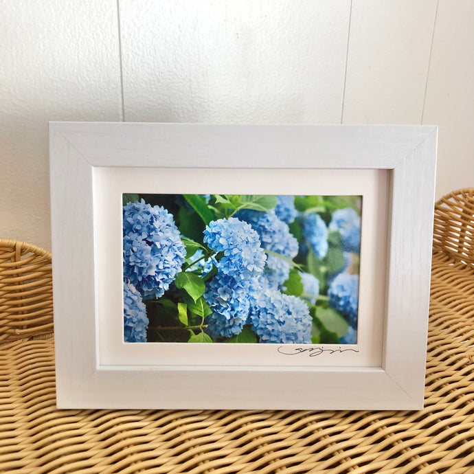 Blue Nantucket Hydrangeas Small Framed Print